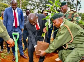 Tree Growing is Core in Restoring Degraded Lands- Forestry PS
