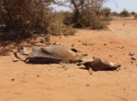 Somalia Commits $10 million For Tackling Climate Change, Biodiversity Loss