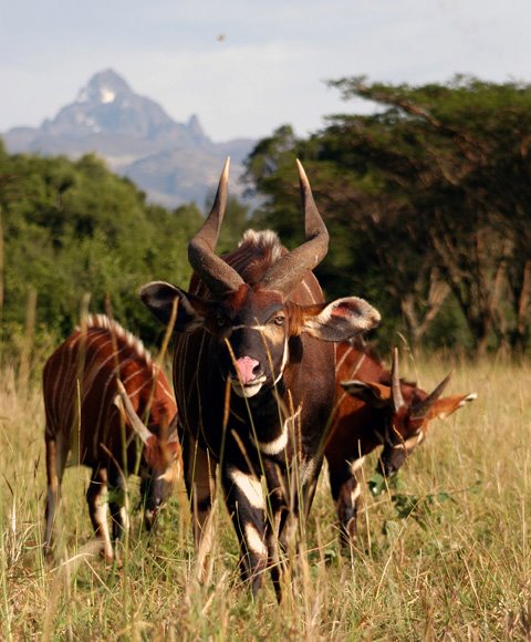 Mount Kenya Wildlife Conservancy, Prague Zoo Partner to Safeguard Mountain Bongos’