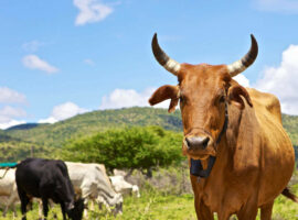 Pre-Africa Climate Summit Highlights on Impacts Of Livestock Keeping