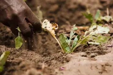 agricultural biodiversity