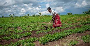 Empowering Women Farmers Through Sustainable Agriculture Initiatives ...