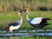 KWS Convenes to Save Grey Crowned Crane from Extinction