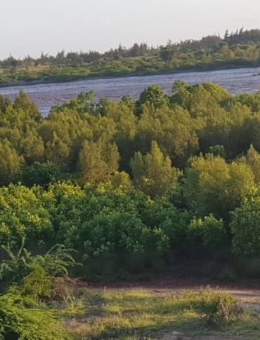 Innovative Wetland Project Transforms Shimo la Tewa Prison, Mtwapa Creek