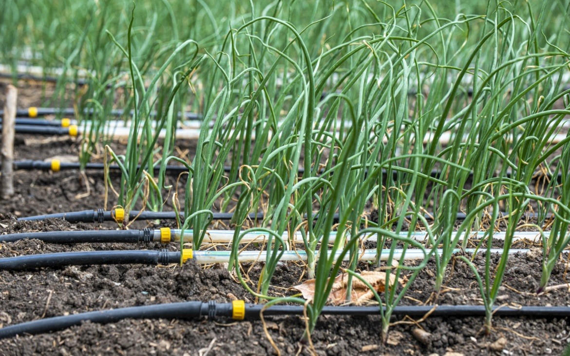 Water Stress and the Shift to Climate-Resilient Irrigation in Kenya