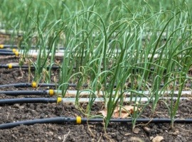 Water Stress and the Shift to Climate-Resilient Irrigation in Kenya