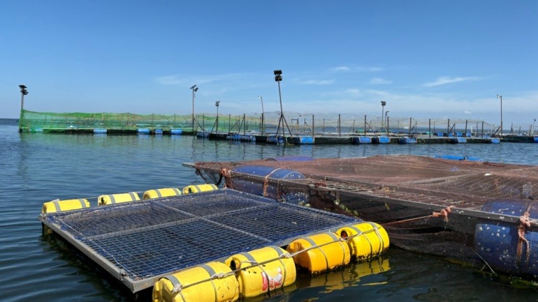 New Research Links Fish Deaths to Wider Public Health Risks