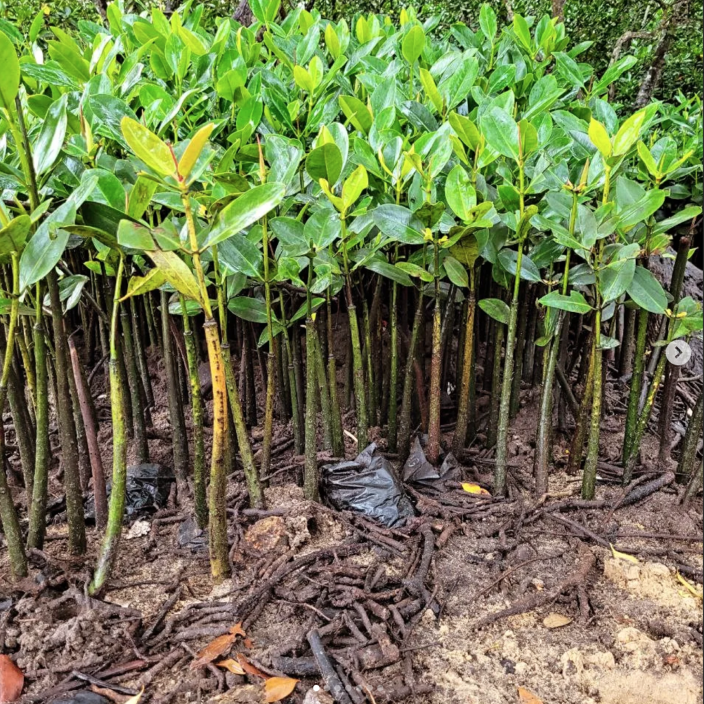 mangroves