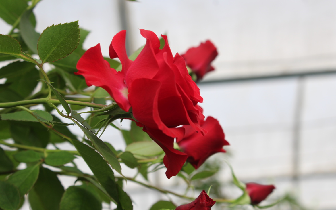 The Rising Cost of Sustainability in Kenya’s Flower Industry