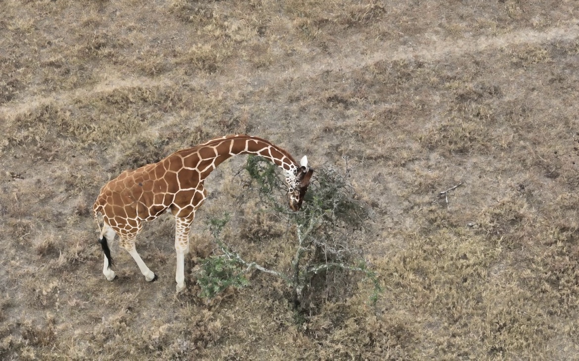 Kenya to Host Global Conservation Tech & Drone Forum 2026