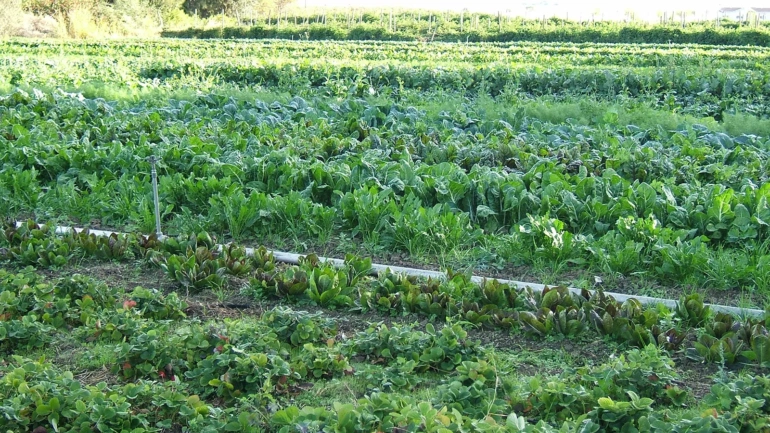 Marie Nga’ng’a’s Organic Farming Journey