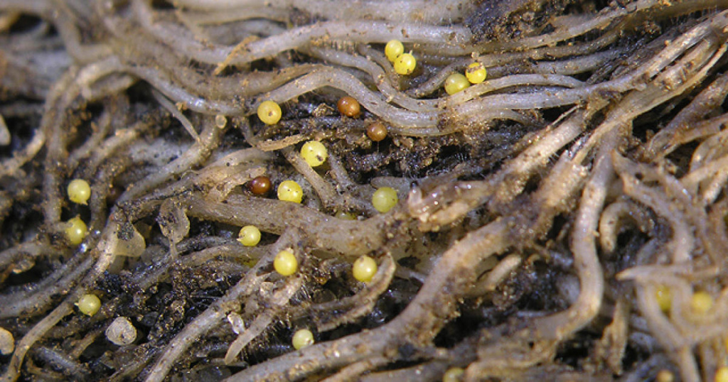 Uncovering the Devastating Impact of Nematodes on African Crops