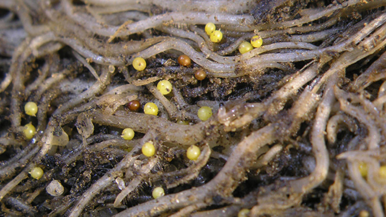 Uncovering the Devastating Impact of Nematodes on African Crops