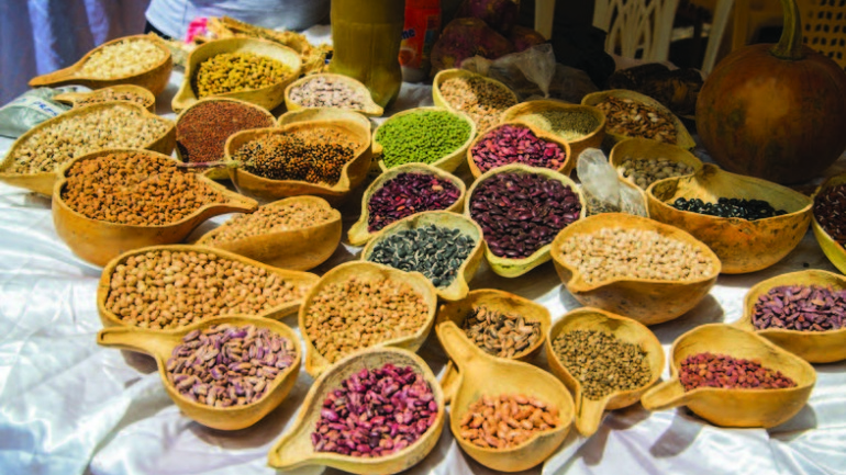 Farmers’ Victory at Risk as Kenya Prepares Appeal on Indigenous Seeds Rights