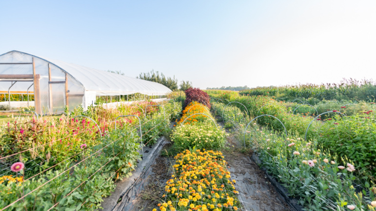 Bridging Science and Soil: A Look at Seed Innovation in Kenya