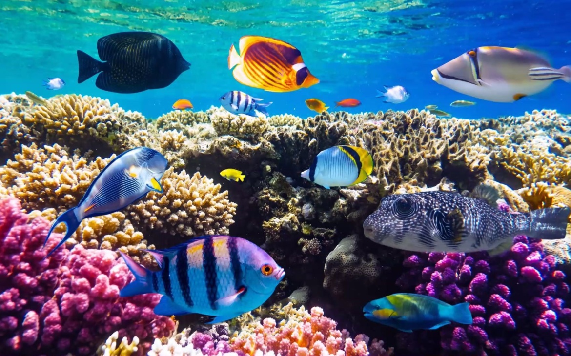 Youth Take Center Stage in Ocean Conservation: ‘Let’s Talk BBNJ Youth Series’