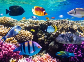 Youth Take Center Stage in Ocean Conservation: ‘Let’s Talk BBNJ Youth Series’