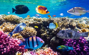 Youth Take Center Stage in Ocean Conservation: ‘Let’s Talk BBNJ Youth Series’