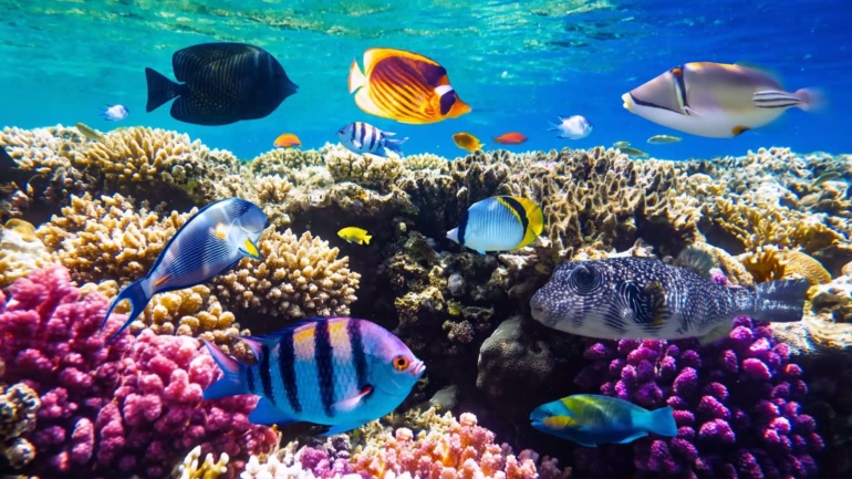 Youth Take Center Stage in Ocean Conservation: ‘Let’s Talk BBNJ Youth Series’