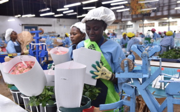 Kenya’s Flower Industry Under Strain as Middle East Conflict Disrupts Global Logistics