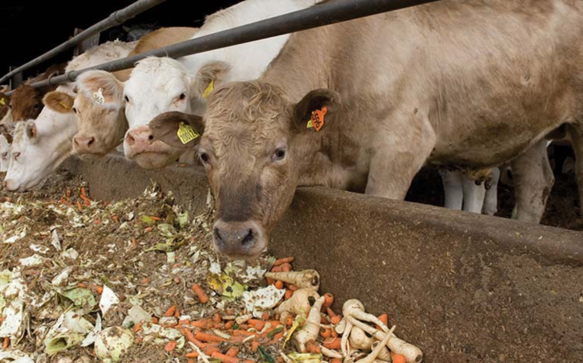 Animal Agriculture’s Growing Strain on Global Water Resources