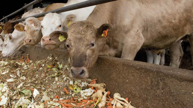 Animal Agriculture’s Growing Strain on Global Water Resources