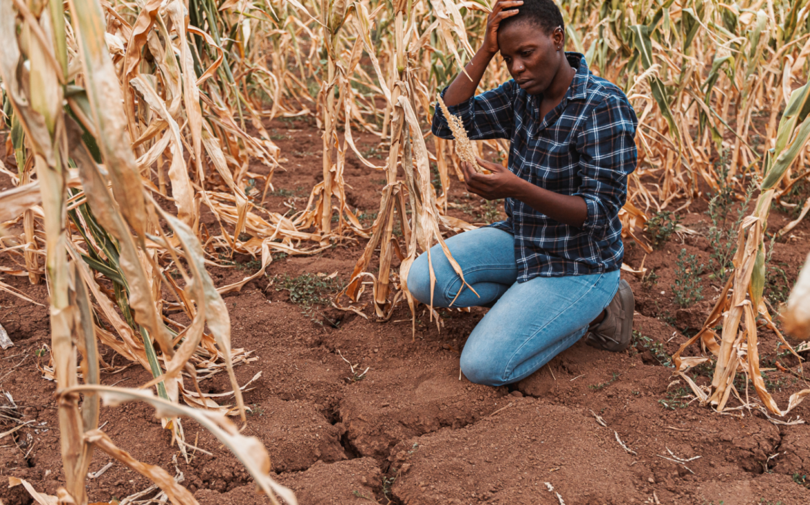 Extreme Heat Is Redefining the Limits of Global Agriculture, Report Shows