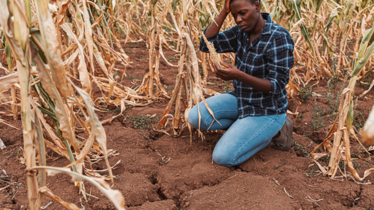 Extreme Heat Is Redefining the Limits of Global Agriculture, Report Shows