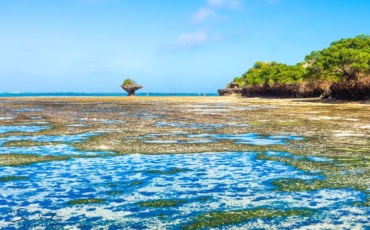 From Commitments to Capital: Governments Push for Investment in Climate-Resilient Coral Reefs