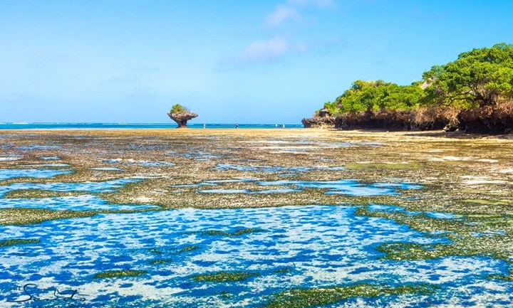 From Commitments to Capital: Governments Push for Investment in Climate-Resilient Coral Reefs