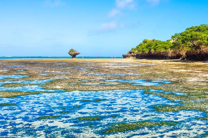 coral reefs