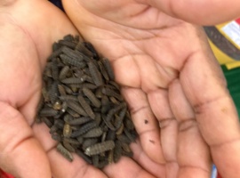 From Waste to Worth: How Black Soldier Flies Are Transforming Kisumu’s Streets