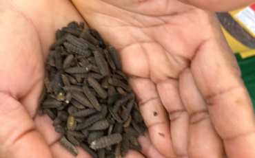From Waste to Worth: How Black Soldier Flies Are Transforming Kisumu’s Streets