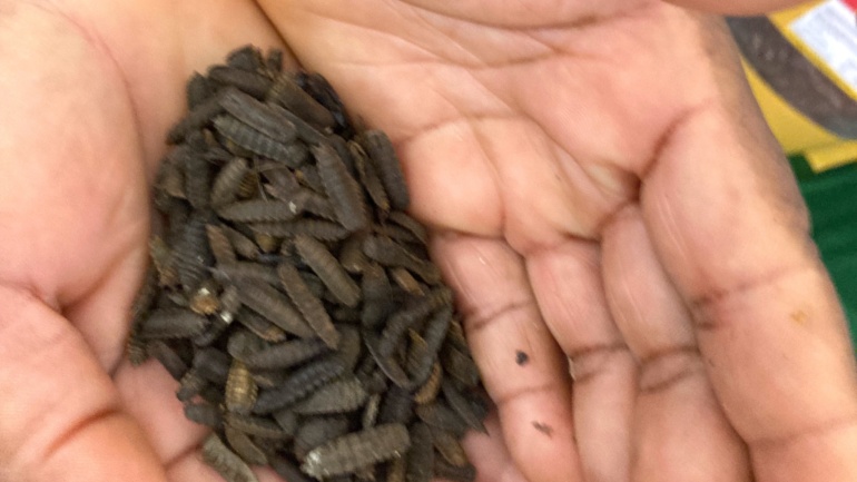 From Waste to Worth: How Black Soldier Flies Are Transforming Kisumu’s Streets