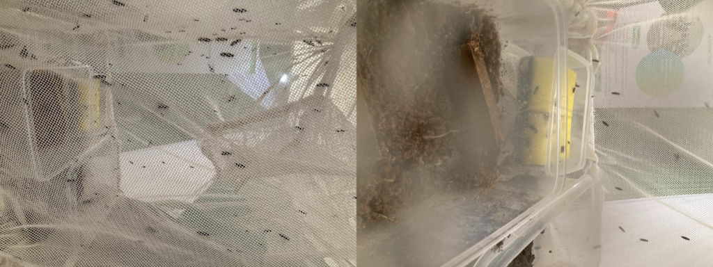 black soldier flies