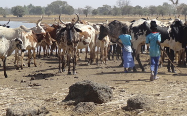 From warnings to action: Can the Horn of Africa finally stay ahead of climate disasters?