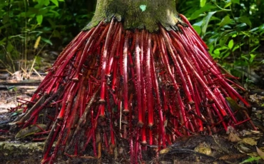 The Medicines Hidden in Forests: Why Protecting Tropical Biodiversity Is a Global Health Imperative