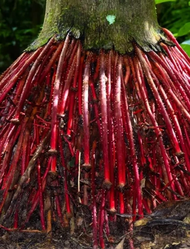 The Medicines Hidden in Forests: Why Protecting Tropical Biodiversity Is a Global Health Imperative