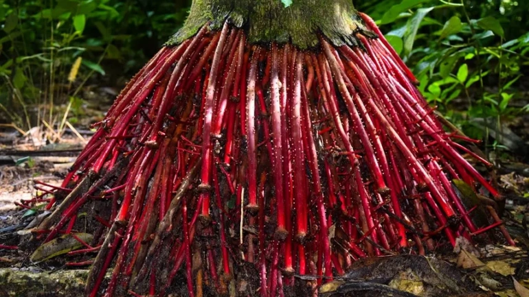 The Medicines Hidden in Forests: Why Protecting Tropical Biodiversity Is a Global Health Imperative