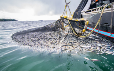 Coastal Communities Call for End to Bottom Trawling for Fish in Kenya