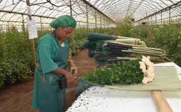 Why Brexit Is Still Shaping Kenya’s Flower Trade with the UK