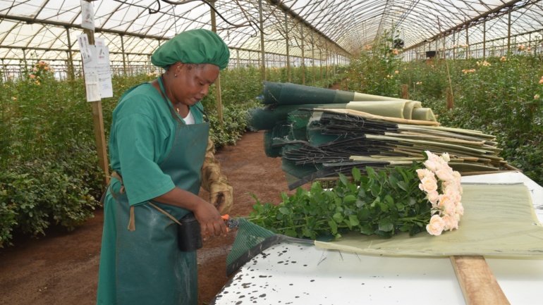 Why Brexit Is Still Shaping Kenya’s Flower Trade with the UK