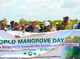 Nature’s Seawall: Inside Kenya’s Mangroves Restoration Drive