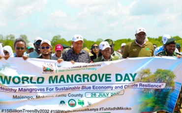 Nature’s Seawall: Inside Kenya’s Mangroves Restoration Drive