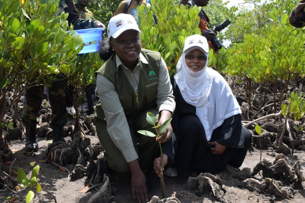 mangroves