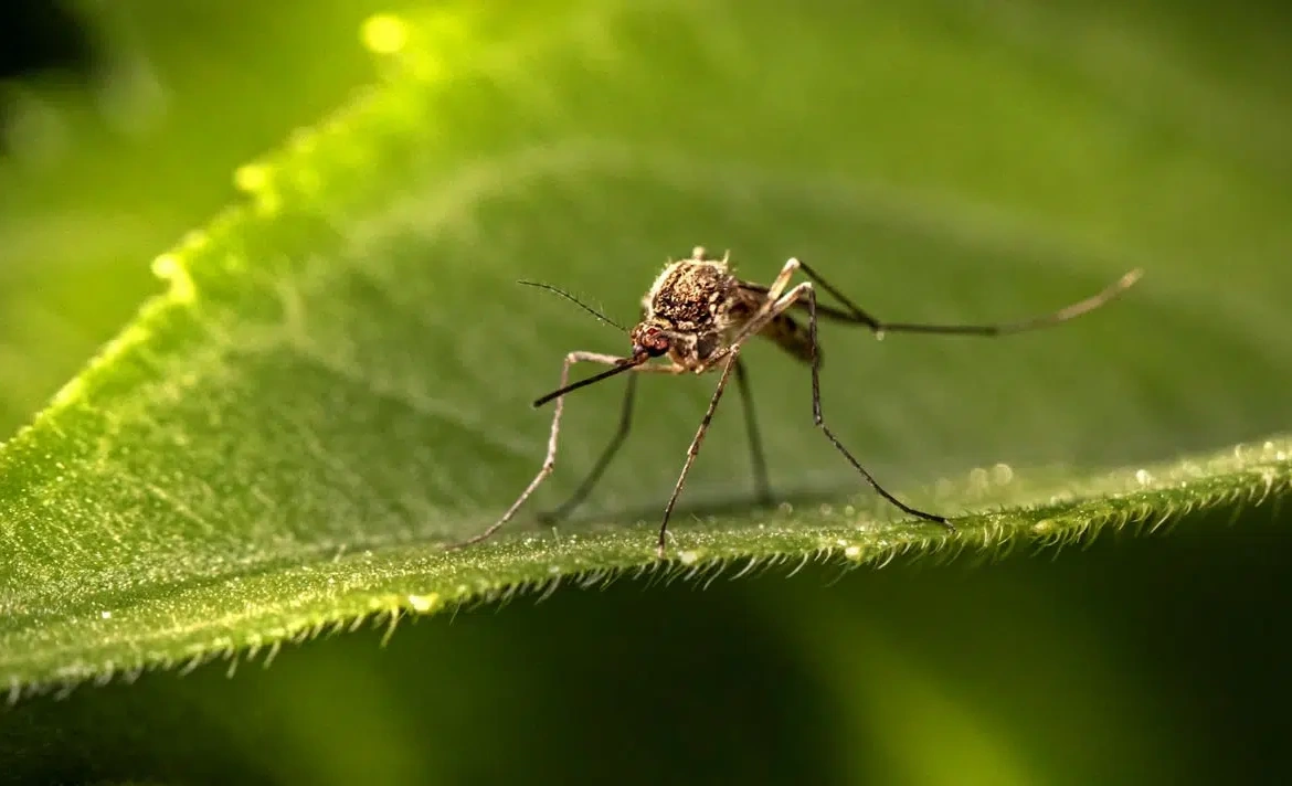 Climate Change Is Shifting Africa’s Malaria Frontier, Putting More Children at Risk in East and Southern Africa