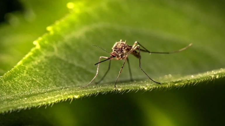 Climate Change Is Shifting Africa’s Malaria Frontier, Putting More Children at Risk in East and Southern Africa