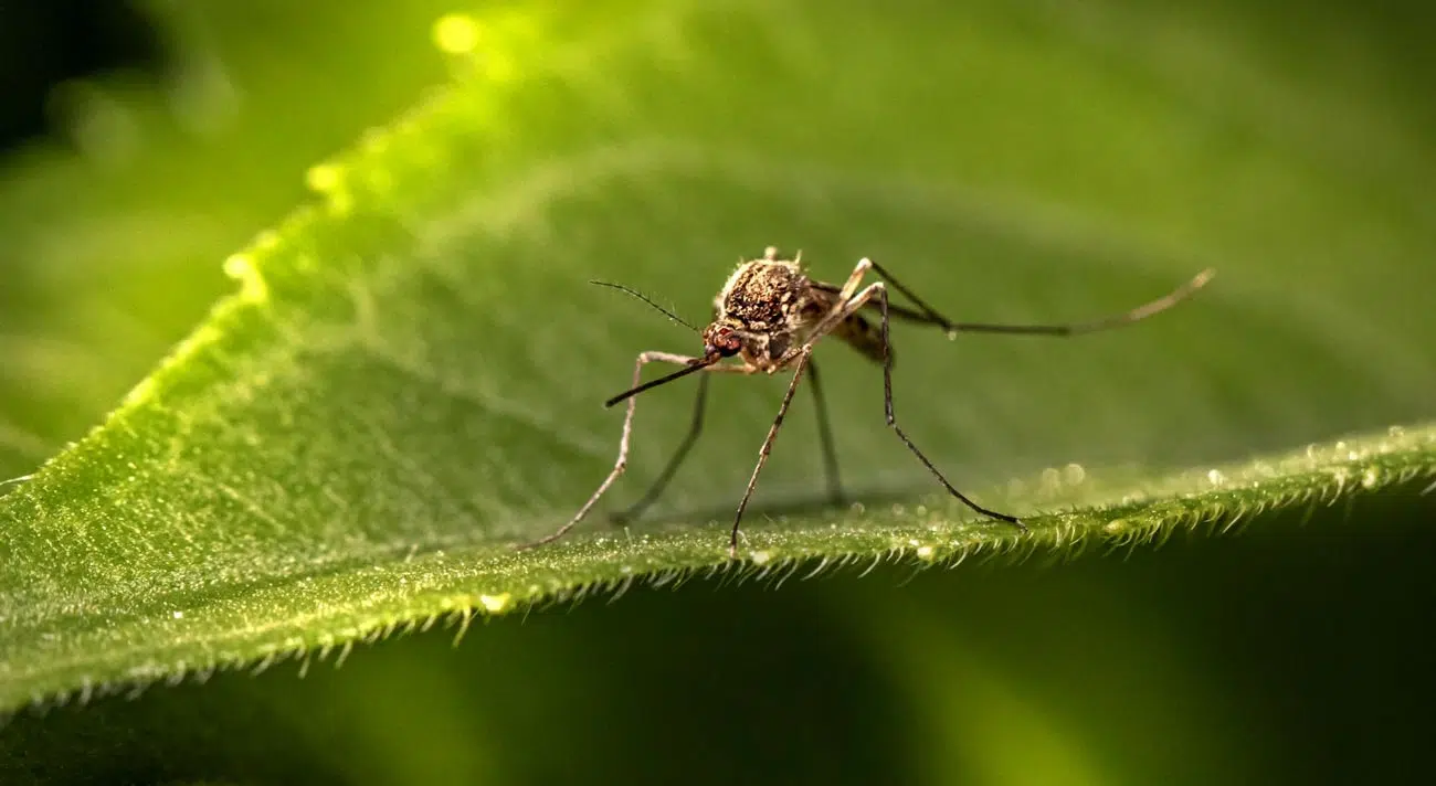 malaria