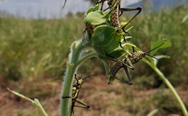 Double Threat to Food Production: Drought and Suspected Locust Invasion Alarm Farmers in Eastern Equatoria
