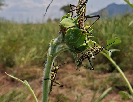 Double Threat to Food Production: Drought and Suspected Locust Invasion Alarm Farmers in Eastern Equatoria